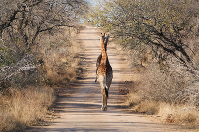 Giraffes walking on dirt road amidst trees