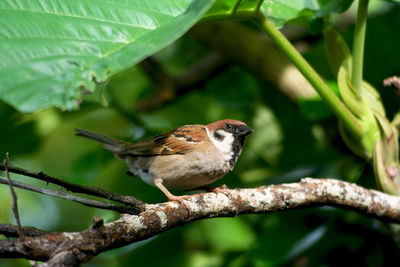 Close-up of bird perching on branch