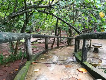 Trees by water