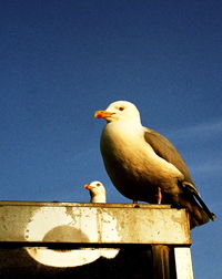 Close-up of bird perched on wall