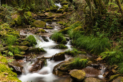 Stream flowing through rocks in forest