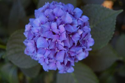 Close-up of purple hydrangea blooming outdoors