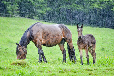 Horses grazing on hill