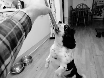 Dog sitting on chair at home