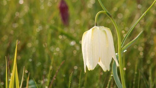 Close-up of white flowering plant on field