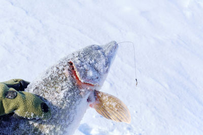 High angle view of fishes in snow