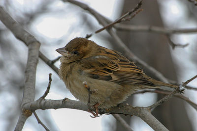 Close-up of bird perching on branch