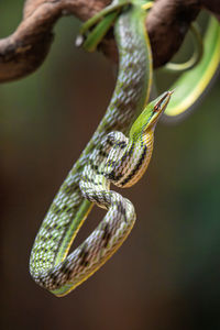 Close-up of lizard