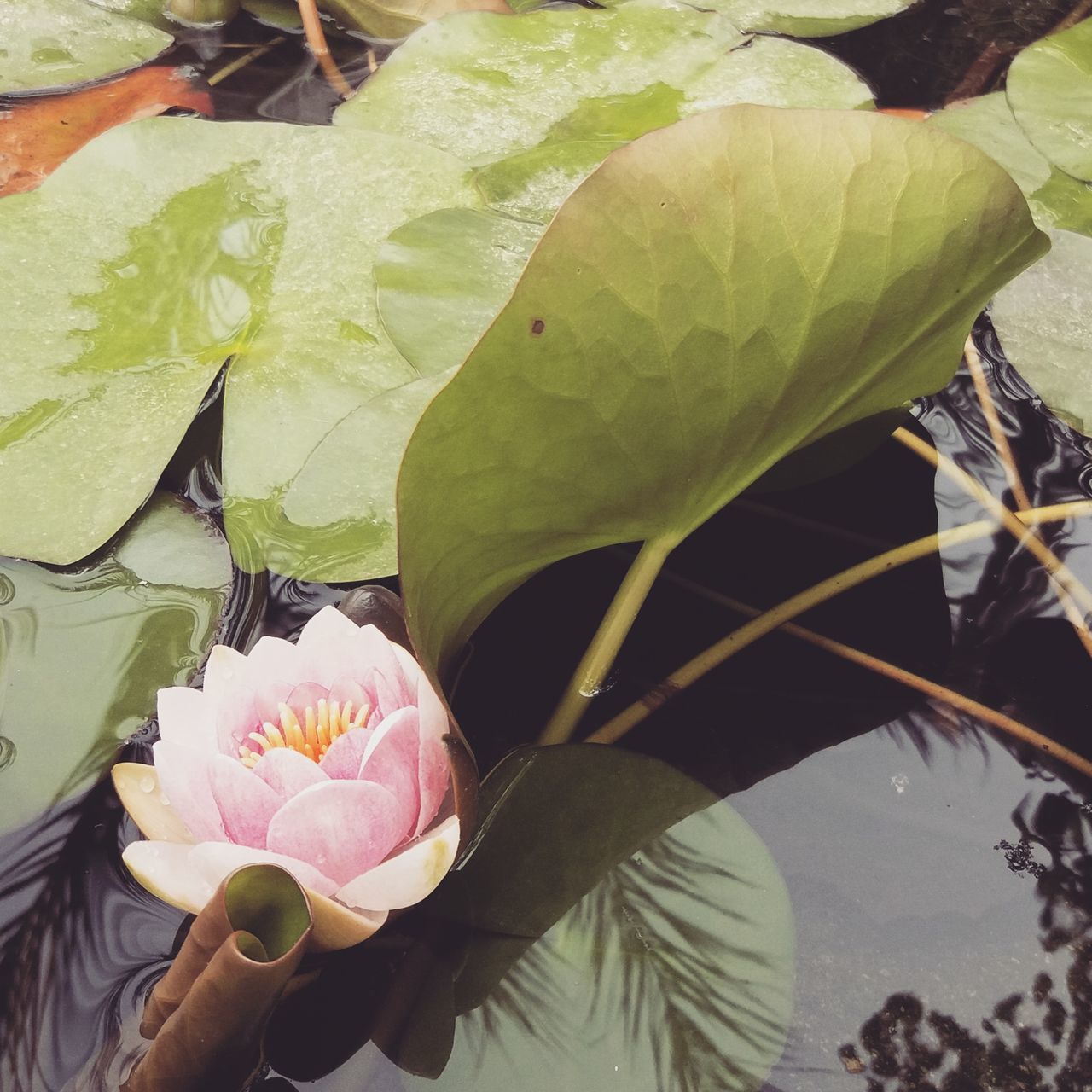 CLOSE-UP OF PINK LOTUS WATER LILY IN PLANT