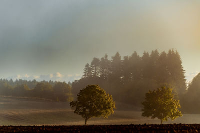 Trees on field against sky