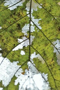 Full frame shot of damaged leaf