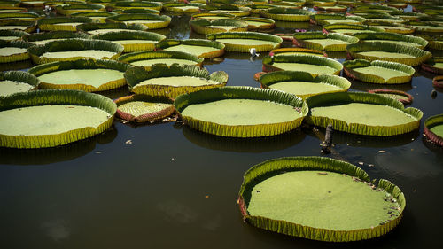 High angle view of lotus water lily in lake