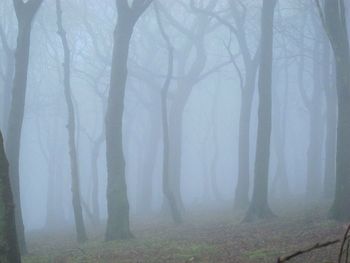 Trees in forest