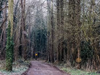 Road passing through forest