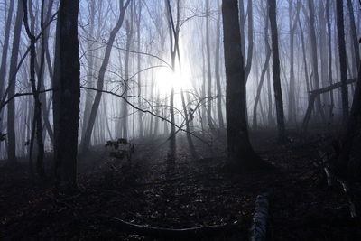 Sunlight streaming through trees in forest