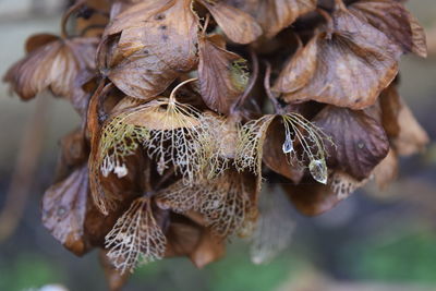 Close-up of dry leaves