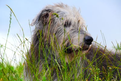 Close-up of a dog on field