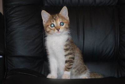 Portrait of kitten sitting on sofa