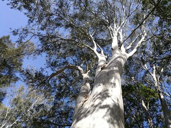 Low angle view of trees in forest