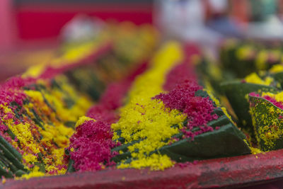 Close-up of multi colored flower plant for sale