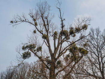 Low angle view of bare tree against sky