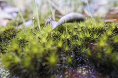 Close-up of moss growing on field