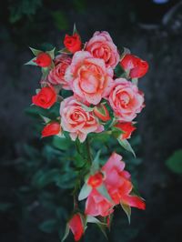 Close-up of red roses