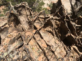 Close-up of rock on tree