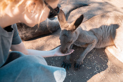 Close-up of woman feeding kangaroo in zoo