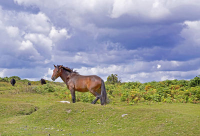 Horses standing on grassy field against cloudy sky