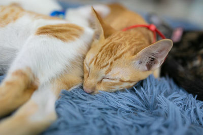 Close-up of cat sleeping on bed