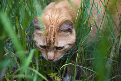 Portrait of a cat lying on grass