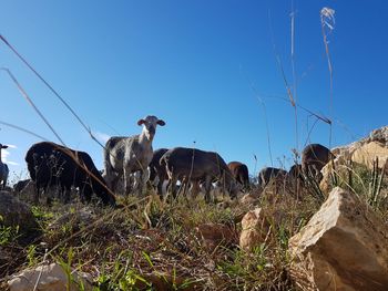 Cows in a field