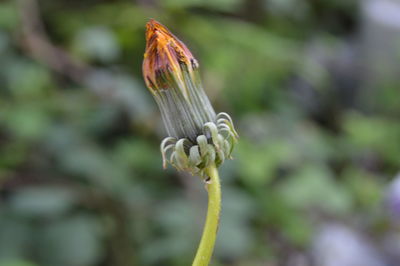 Close-up of butterfly on flower