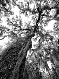Low angle view of tree against clear sky