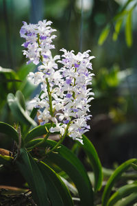Close-up of purple flowers