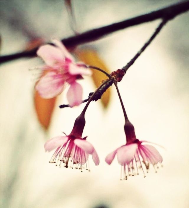 flower, freshness, fragility, focus on foreground, close-up, petal, pink color, beauty in nature, nature, selective focus, twig, growth, stem, branch, flower head, no people, day, stamen, bud, pink