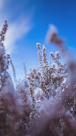 Close-up of frozen plant against sky