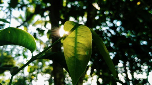 Low angle view of green leaves on tree