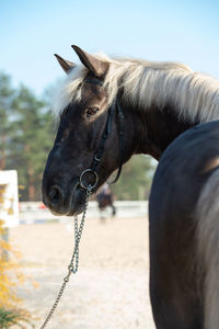 Close-up of horse in ranch