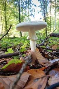 Close-up of mushroom in forest