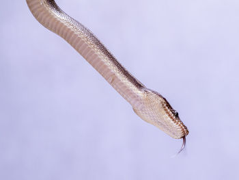 Close-up of insect over white background