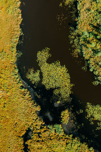 High angle view of trees