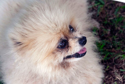 Close-up of a dog looking away