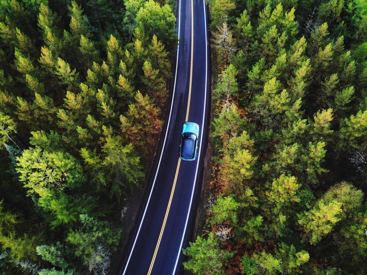 tree, plant, transportation, green color, growth, day, road, nature, mode of transportation, no people, forest, connection, motion, high angle view, outdoors, bridge - man made structure, bridge, foliage, land, land vehicle