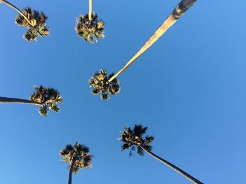 Low angle view of plant against clear blue sky