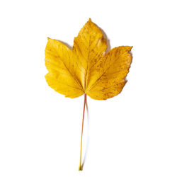 Close-up of yellow leaf against white background