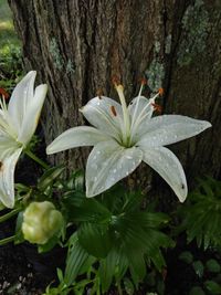 Close-up of flowering plant