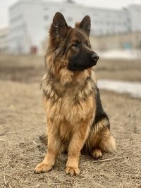 Dog looking away while sitting on land