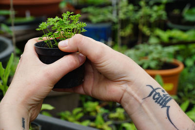 Cropped image of tattooed hands holding potted plant in yard